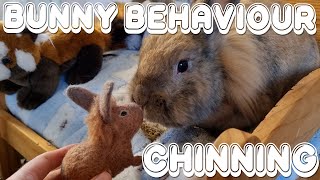 Bunny Behaviour  Chinning [upl. by Anita489]