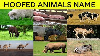 Hoofed Animals Name in English  Learn English vocabulary with Mind memorize [upl. by Amocat]