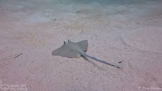 Blue spotted stingray  Mabul Island Malaysia [upl. by Wendt108]