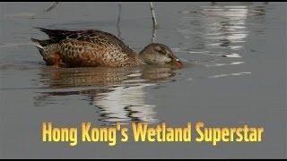 Mai Po Marshes  Hong Kongs Wetland Superstar [upl. by Nanek644]