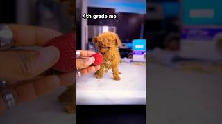 Can’t relate puppy poodle pov viralvideo [upl. by Noyk]