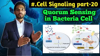 Quorum sensing in Gram Negative bacteria  QS [upl. by Terrab824]