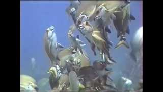 Schooling Red Morwong Cheilodactylus fuscus [upl. by Mychal]