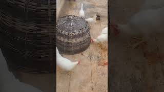 Color Koli chicks Updatecolorkoli broiler newyear festival 3monthsold coimbatore tamil [upl. by Eradis]