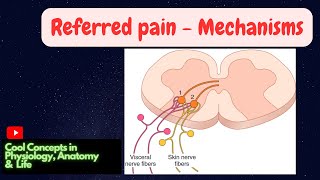 12 c Mechanism of Referred Pain  Sensory CNS Physiology  2nd YR MBBS [upl. by Kape205]