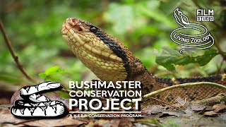 The longest viper in the world Bushmaster Lachesis stenophrys conservation project in Costa Rica [upl. by Artied377]