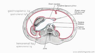 Peritoneal Cavity  Part 3  Anatomy Tutorial [upl. by Dlabihcra]