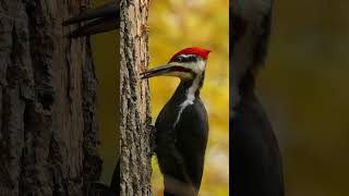 Ivorybilled woodpecker forestbirdssounds birds naturesounds wildliferelaxation [upl. by Nanek323]