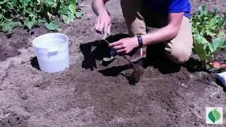 How to plant a Blueberry plant [upl. by Admana333]