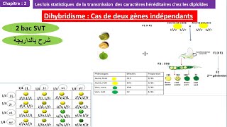 Le dihybridisme cas de deux gènes indépendants 2bac svt option français شرح بالداريجة [upl. by Aivartal611]