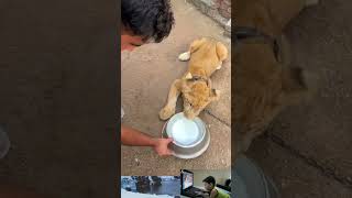 Lion ko dodh pelate Hain foryou viralvideo shehrmaindihat [upl. by Jamilla]