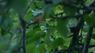 Goldencrowned Kinglet dodging the camera [upl. by Narah]