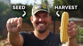 Growing Corn From Seed to Harvest 🌽 [upl. by Nacnud]