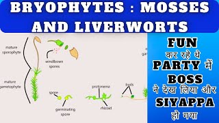 Classification of Bryophytes Mosses and Liverworts Prepare for NEET in 5 mins BSc MSc Botany [upl. by Sirronal907]