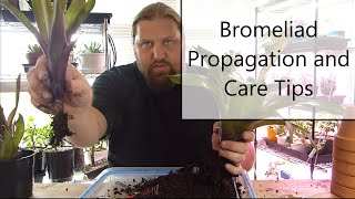 Bromeliad Propagation and Care [upl. by Atinahc395]