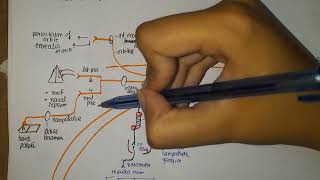 Pterygopalatine Ganglion Anatomy [upl. by Susann453]