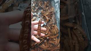 permaculture carob trees seeds diy [upl. by Xanthus]