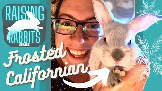 Raising Meat Rabbits Part Three Rabbit Nutrition Basics  RHD2 Chat amp Nestbox Chill Surprise [upl. by Yssenhguahs871]