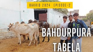 bakrid 2024 episode2 bahadurpura tabela nashemangoatfarm vlog cowmandi [upl. by Hellene]