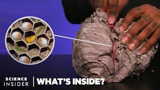 Whats Inside A Wasps Nest  Whats Inside [upl. by Fayola]