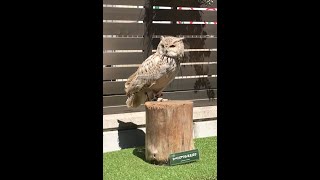 シベリア ワシミミズク・Bubo bubo sibiricus・Siberian eagleowl [upl. by Aruasi]