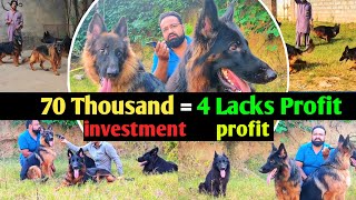 How to Start Successful German Shepherd Kennel in Pakistan amp India animalhub381 [upl. by Selmner271]