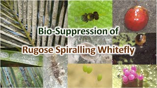 Rugose Spiralling White Fly [upl. by Alinoel]