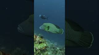 Humphead parrotfish at Sipadan scubadiving parrotfish sipadan [upl. by Hteazile]