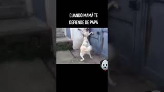 MADRE DEFIENDE a sus Cachorros Por CHILLIDO de Perro [upl. by Arreic]