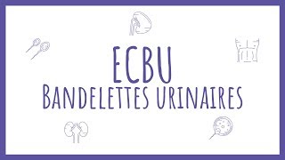 Sémiologie Urologique  Bandelette Urinaire amp ECBU [upl. by Arretal575]