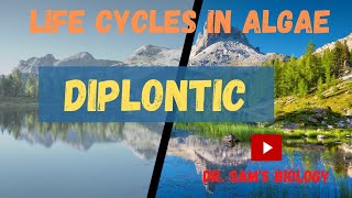 Life Cycle in AlgaePart2 Diplontic [upl. by Lodovico]