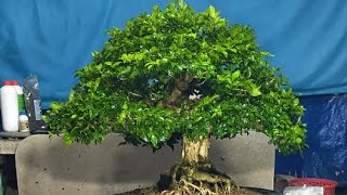 Bonsai Cây Cảnh 611 GL LH0889244699 [upl. by Aniloj460]