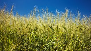 Bottlebrush Grass Loves Shade Loves Sun [upl. by Melar262]