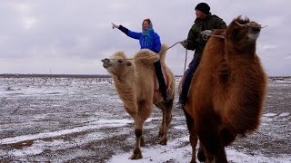 Traveling through Eastern Europes Buddhist republic on a camel [upl. by Inalaehak]