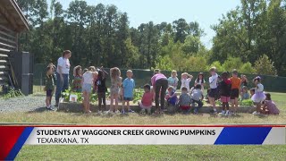 Waggoner Creek students learning to grow pumpkins [upl. by Tiphanie]