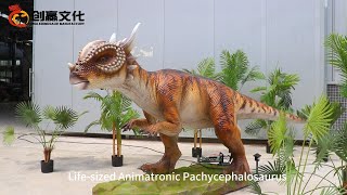 Lifesized Lifelike Animatronic Dinosaur Pachycephalosaurus [upl. by Ardnohs]