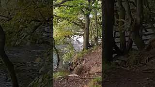 Heron bird Rivington lower reservoir UK wild nature countryside outdoors [upl. by Annaya913]