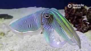 Kisslip Cuttlefish Changing Colors In Inkredible Mating Displays  The Critter Corner [upl. by Dranyl]