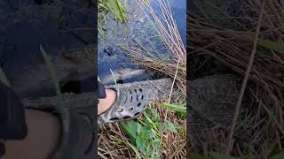 Dikke snoek van 87cm subscribe like fyp fishing [upl. by Hailee]