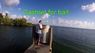 Castnet for bait in Marathon FL [upl. by Amjan]