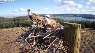 Kielder Ospreys Live Stream Nest 7 [upl. by Albertson]