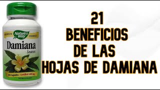 21 Beneficios de las Hojas de Damiana [upl. by Alyled]