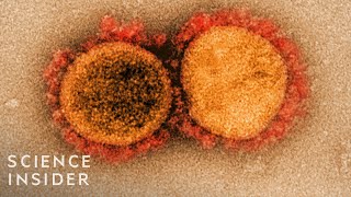 How Viruses Like The Coronavirus Mutate [upl. by Childs90]