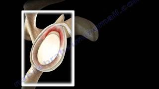 SLAP Tear Overview  Everything You Need To Know  Dr Nabil Ebraheim [upl. by Clovis]