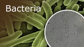 Bacteria Under a Microscope 1000x  2500x [upl. by Nnyliak]