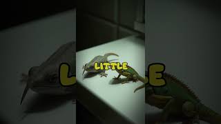 Meet the Worlds Smallest Reptile 🦎  Did You Know [upl. by Casanova]