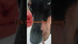 Talk training buttons My dog first words dog doberman dobermaninfinity dobermandogfunnyvideos [upl. by Lika]