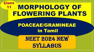 NEET 2024  Poaceae Gramineae Family in Tamil  Morphology of Flowering Plants Class 11 Target 360 [upl. by Ehcrop]