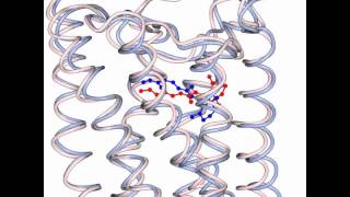 G protein activation by Rhodopsin [upl. by Brandon]