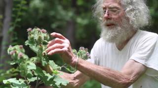 Arctium lappa Greater Burdock [upl. by Anialed]